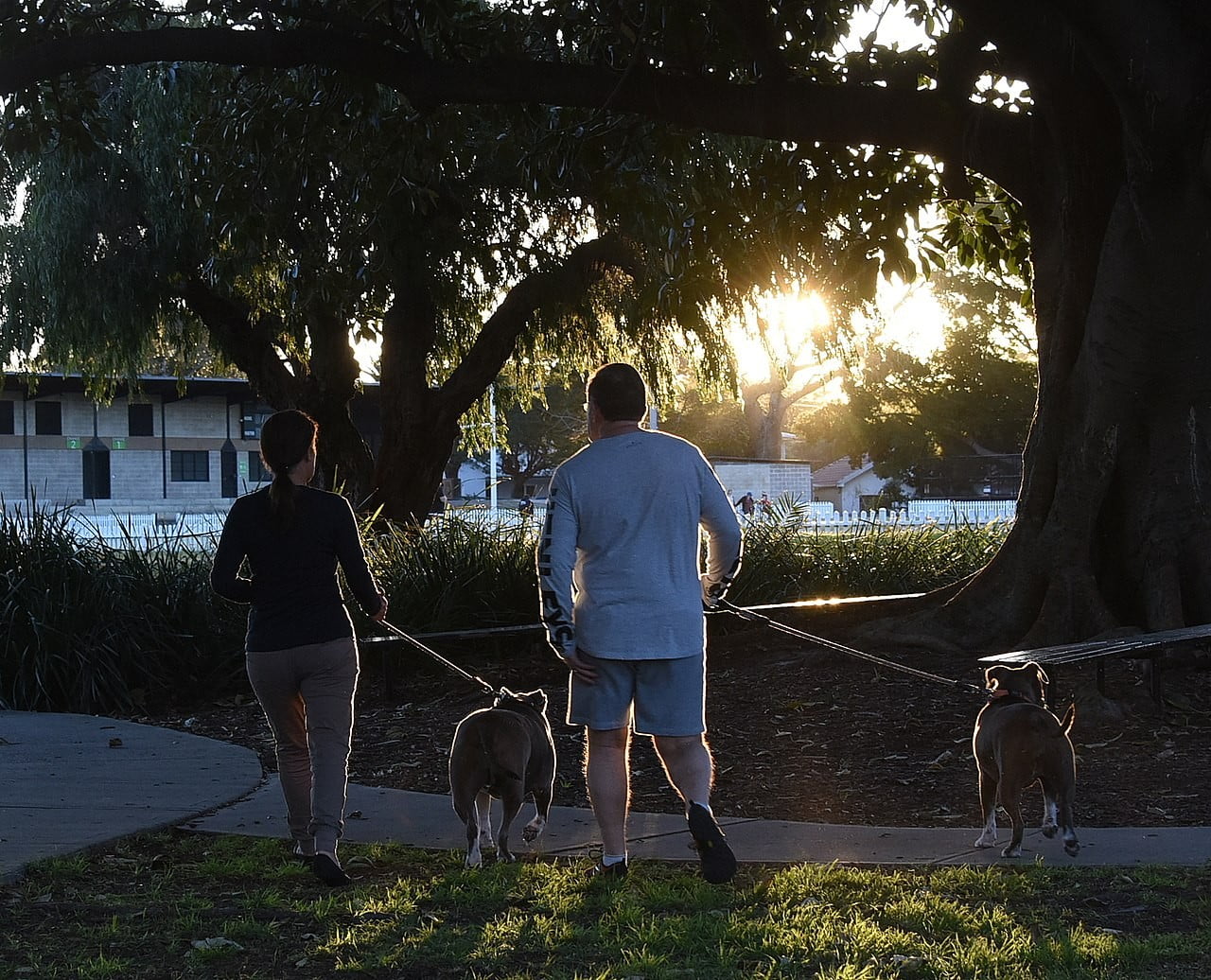 Aumenta número de fraturas em idosos que passeiam com cães